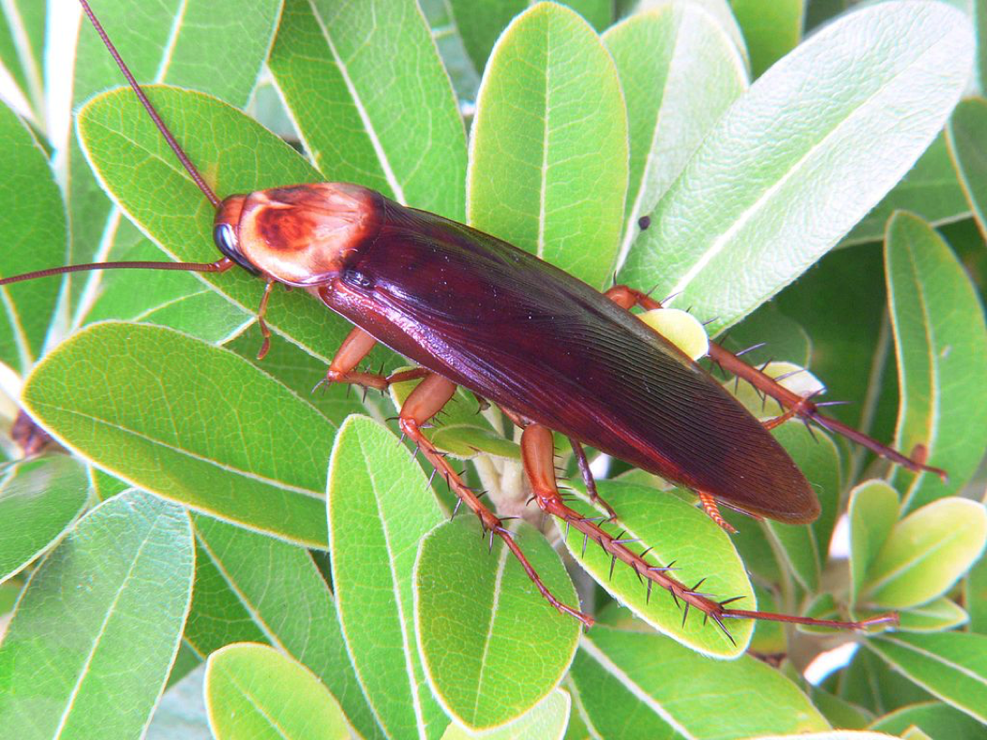 Cucarachas periplaneta americana